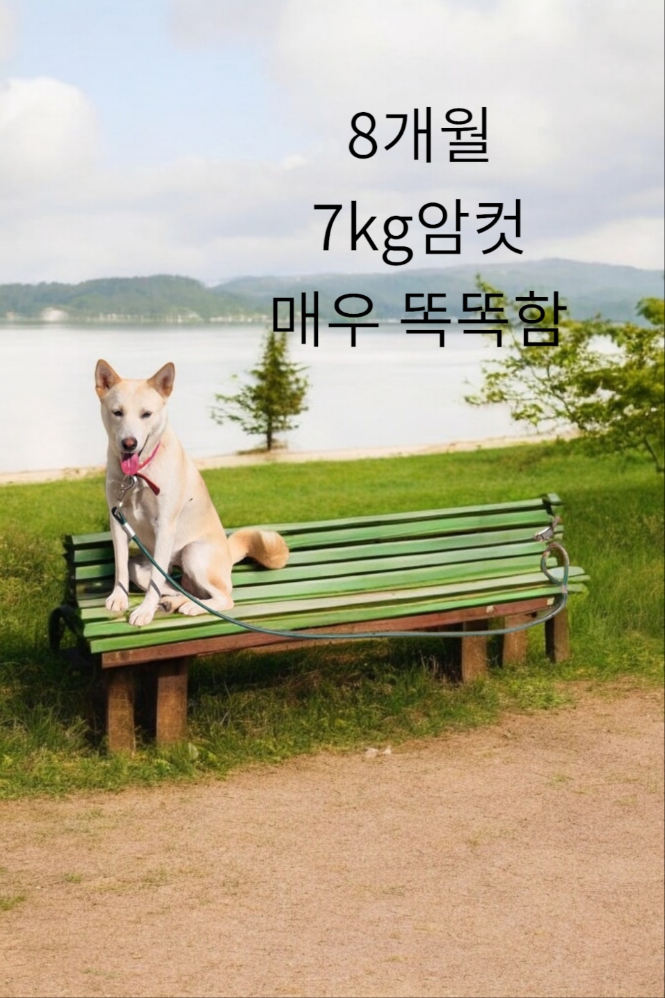 성주유기동물보호센터_447521202400533