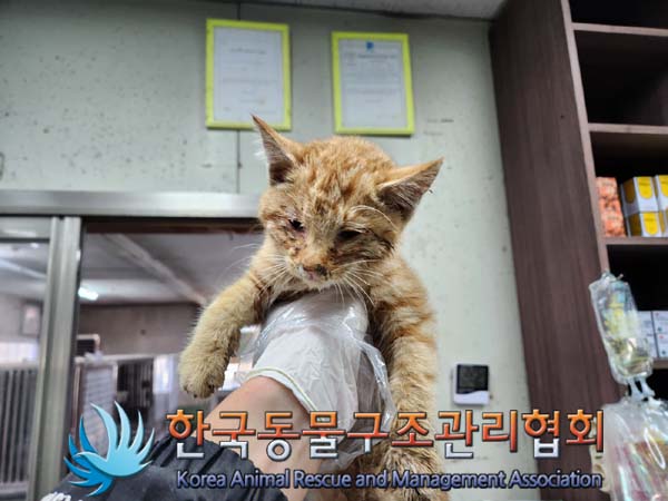 한국동물구조관리협회_441560202401348