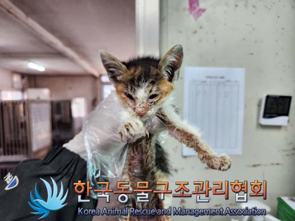 한국동물구조관리협회_411316202400819