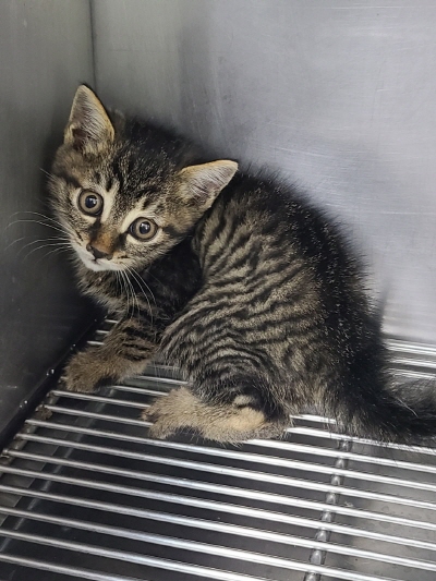 (사)동부동물보호협회_426330202400398