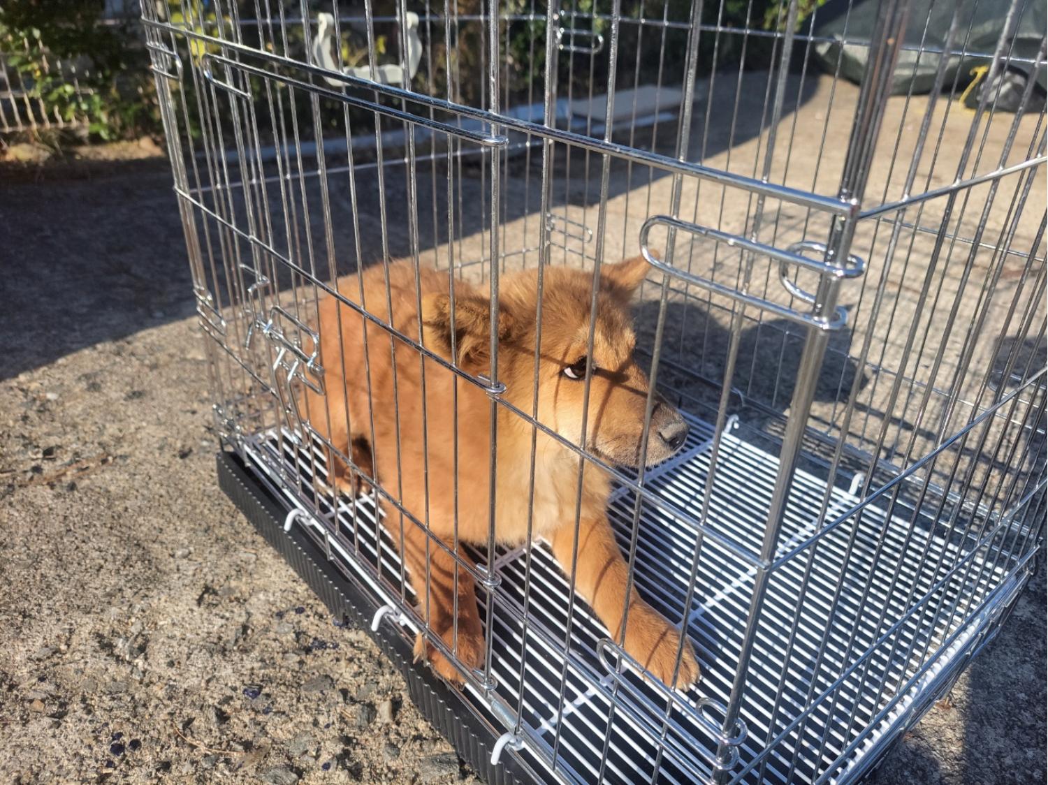 고양시동물보호센터_441394202402472