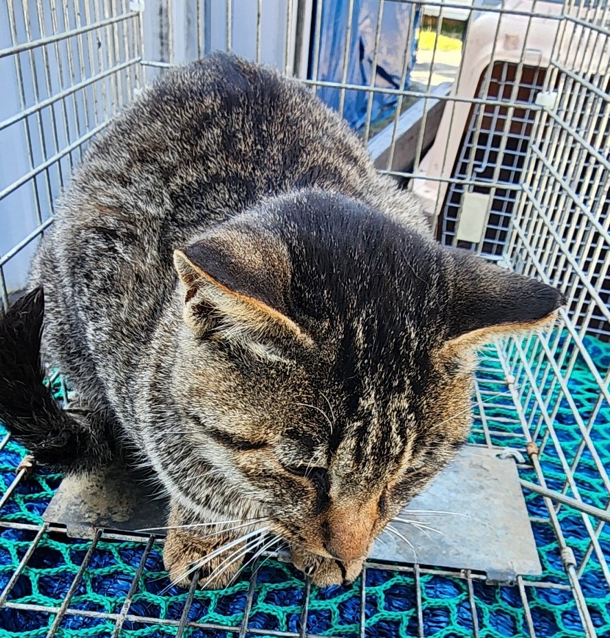 공주시 동물보호센터_444450202400477