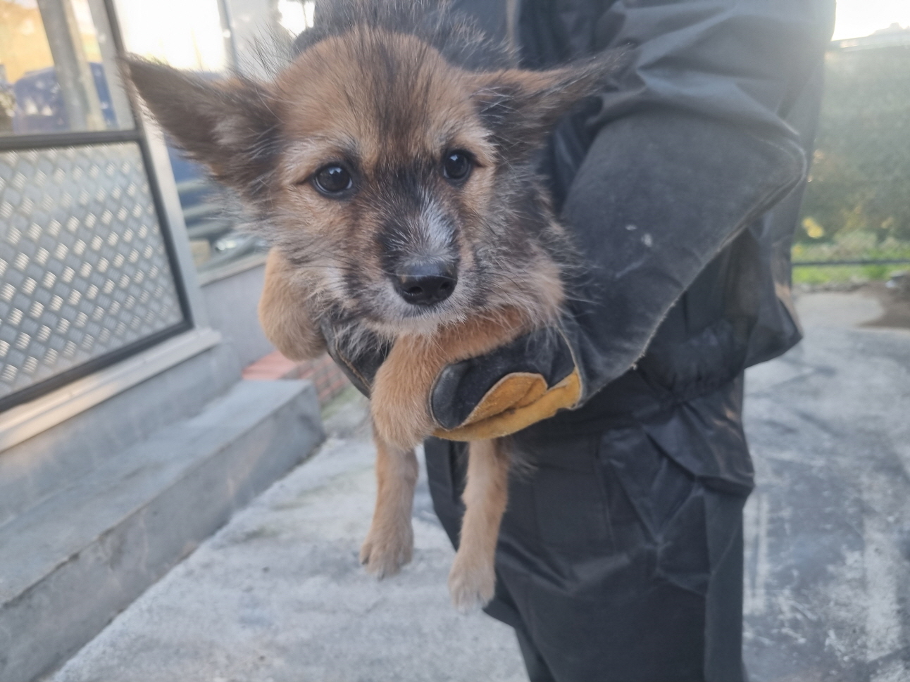 양산시 동물보호센터_448538202400807