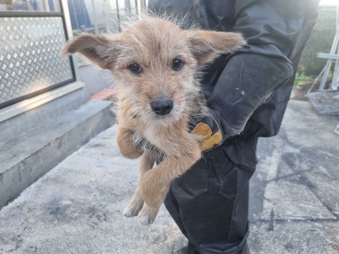 양산시 동물보호센터_448538202400808
