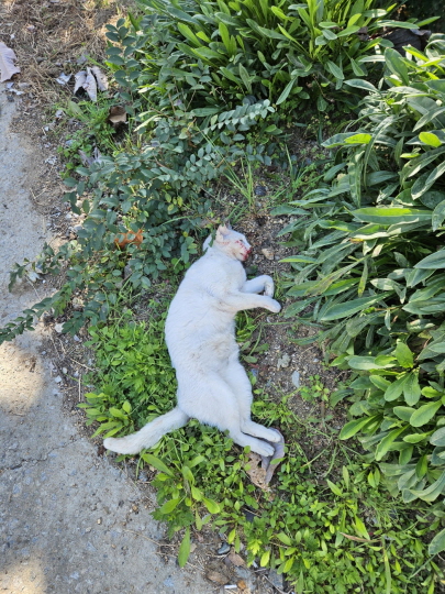 서산시 동물보호센터_444453202401521