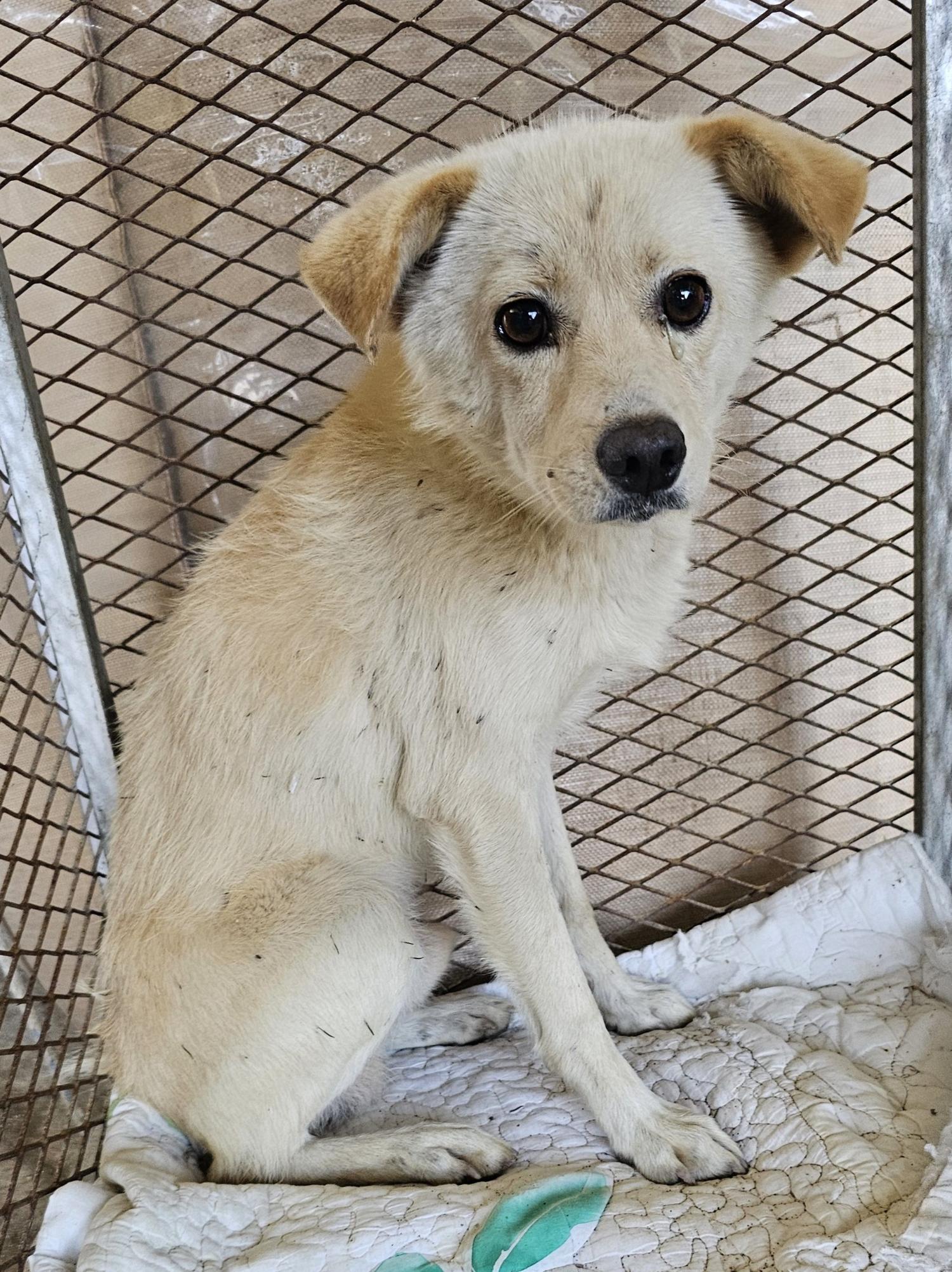 창녕 유기동물보호소_448541202401798