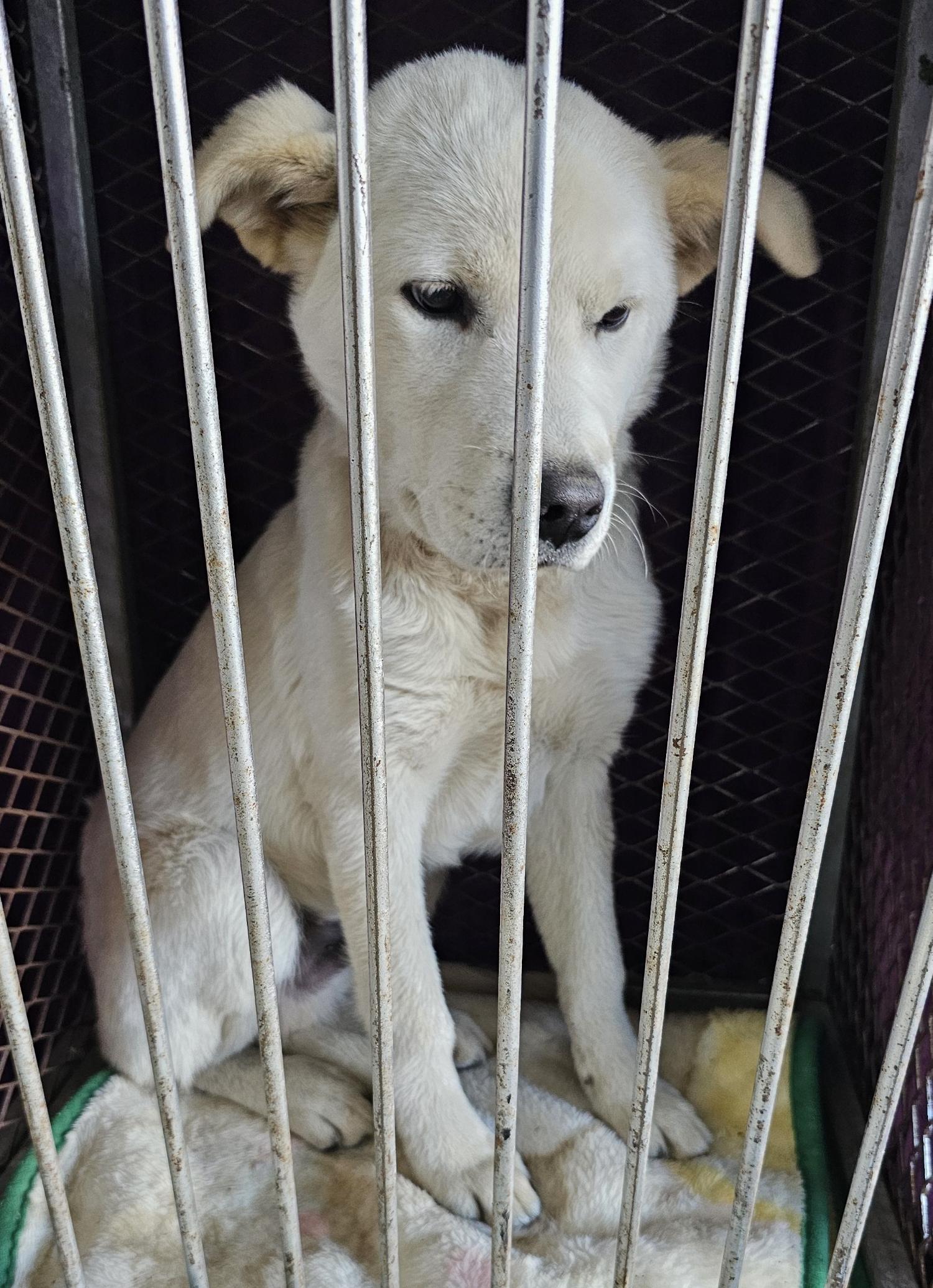 창녕 유기동물보호소_448541202401799