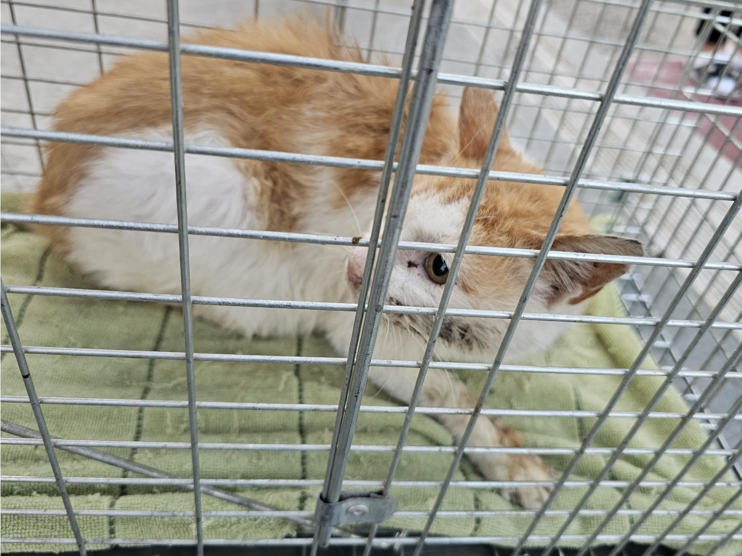 창녕 유기동물보호소_448541202401800