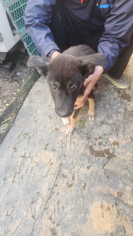 익산유기동물보호소_445468202402964