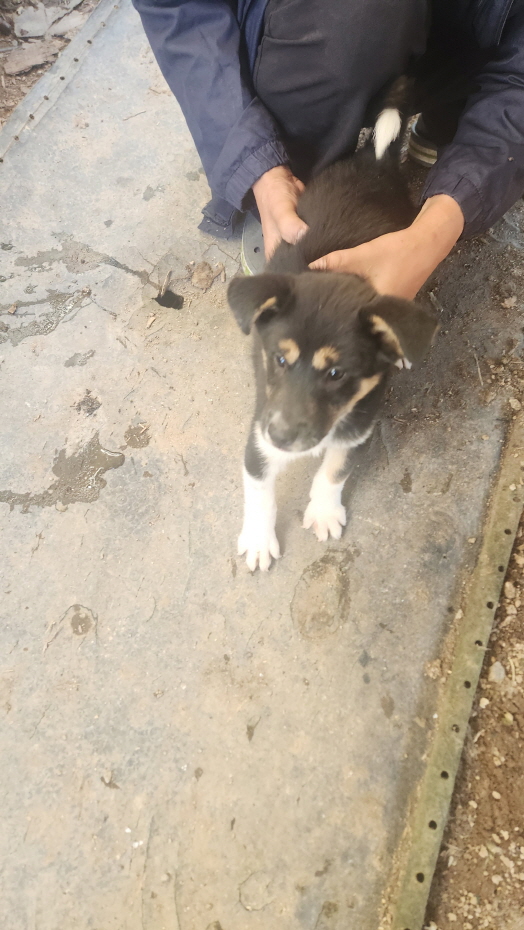 익산유기동물보호소_445468202402967