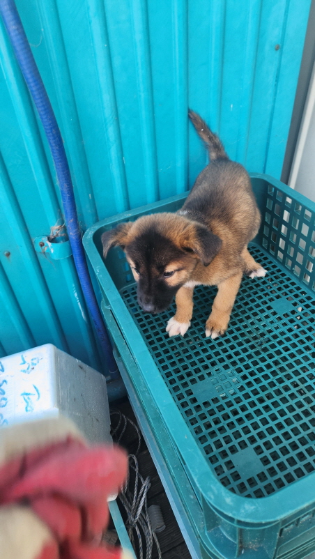 익산유기동물보호소_445468202402960