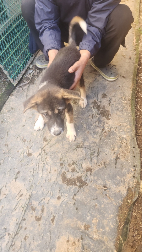 익산유기동물보호소_445468202402965