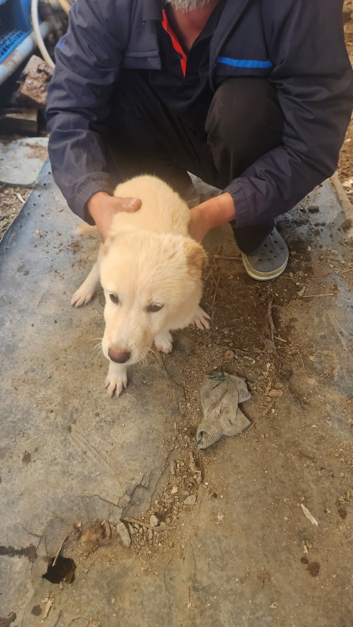 익산유기동물보호소_445468202402970
