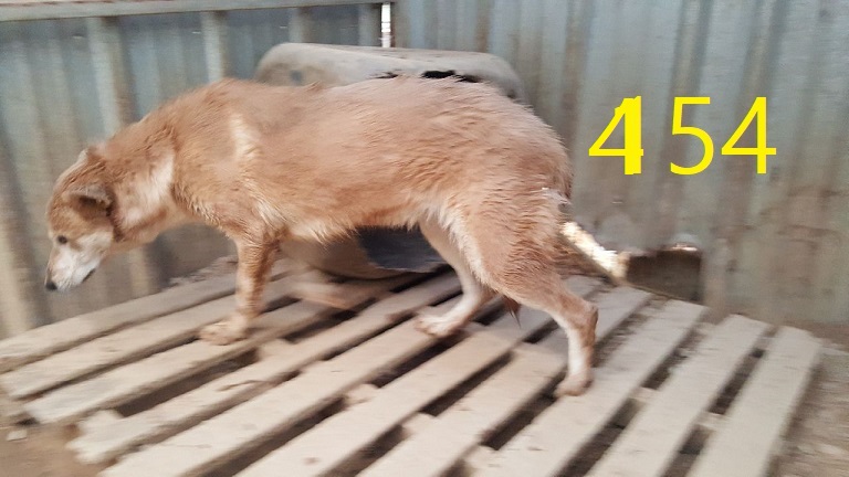 신영재동물병원_428355202400815