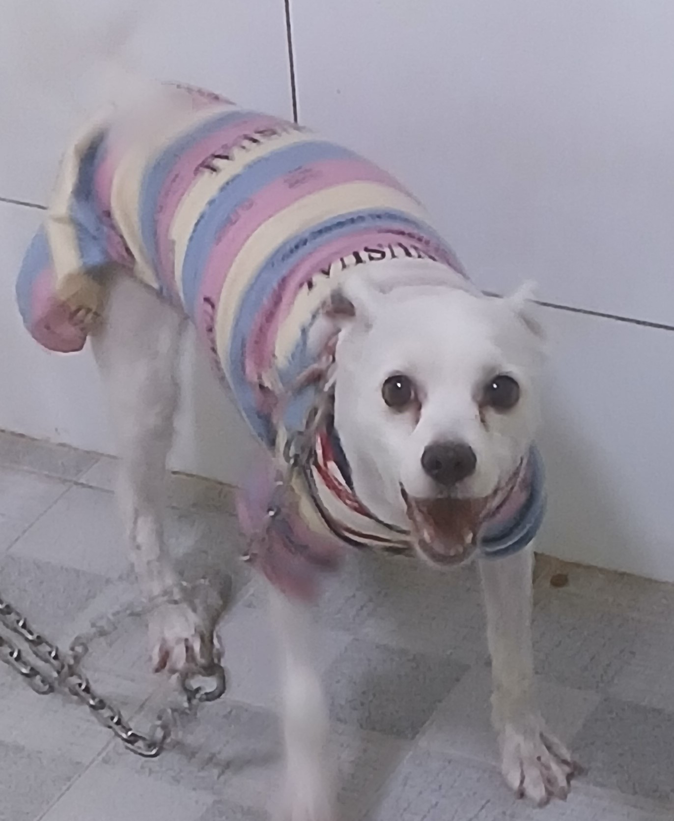 대구유기동물보호센터_427342202400920