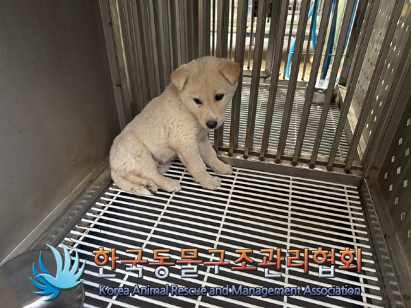한국동물구조관리협회_441406202401952