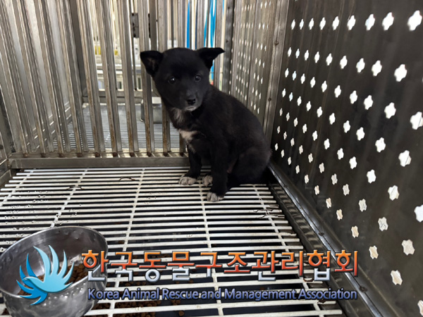 한국동물구조관리협회_441382202400785