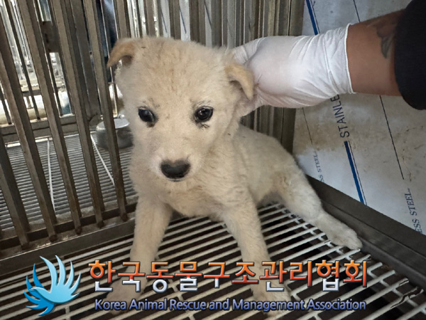 한국동물구조관리협회_441406202401951