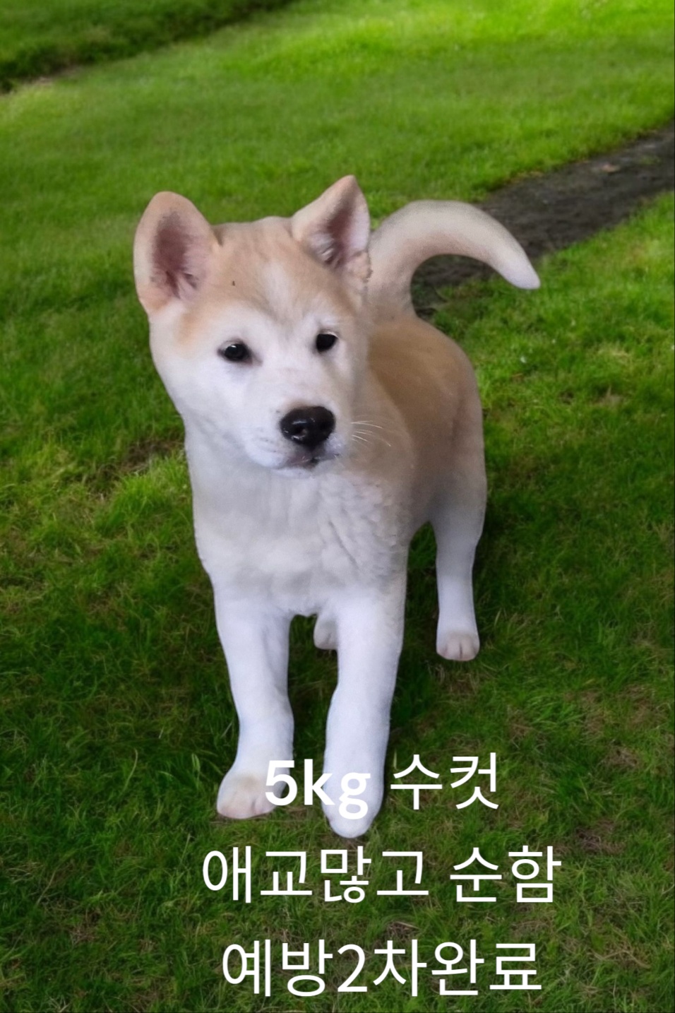 성주유기동물보호센터_447521202400505