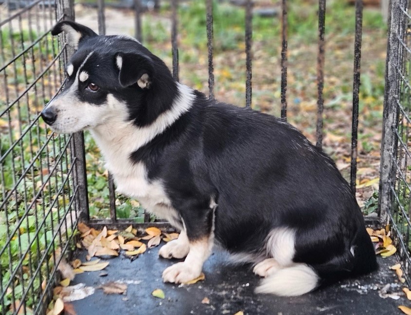 진안군유기동물보호소_445473202400698