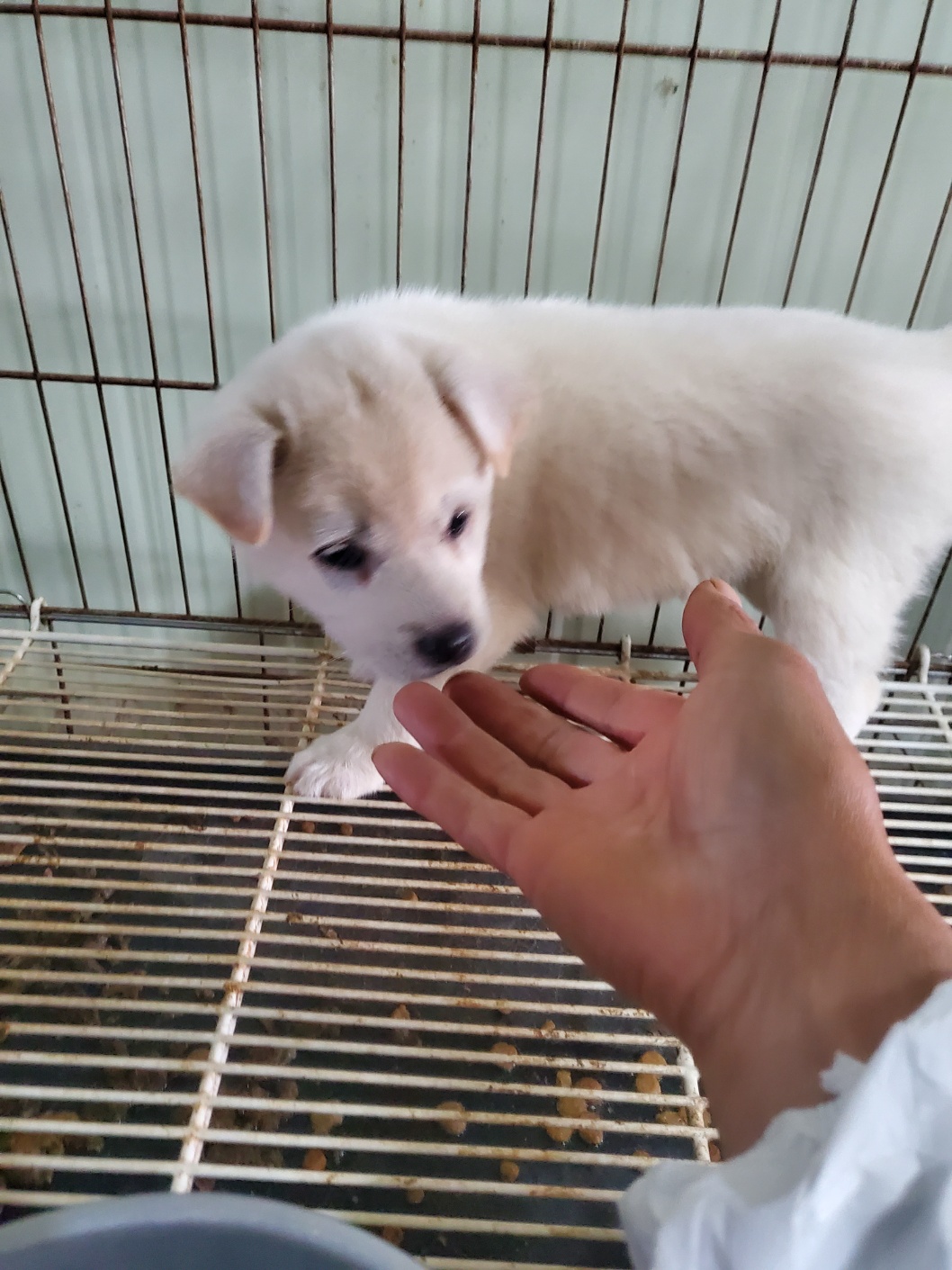 평택시유기동물보호소_441391202403283