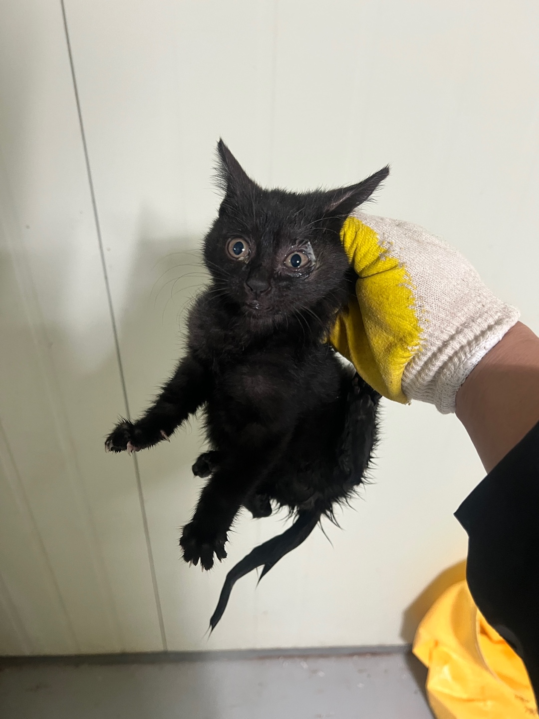 부산동물보호센터_426332202400734