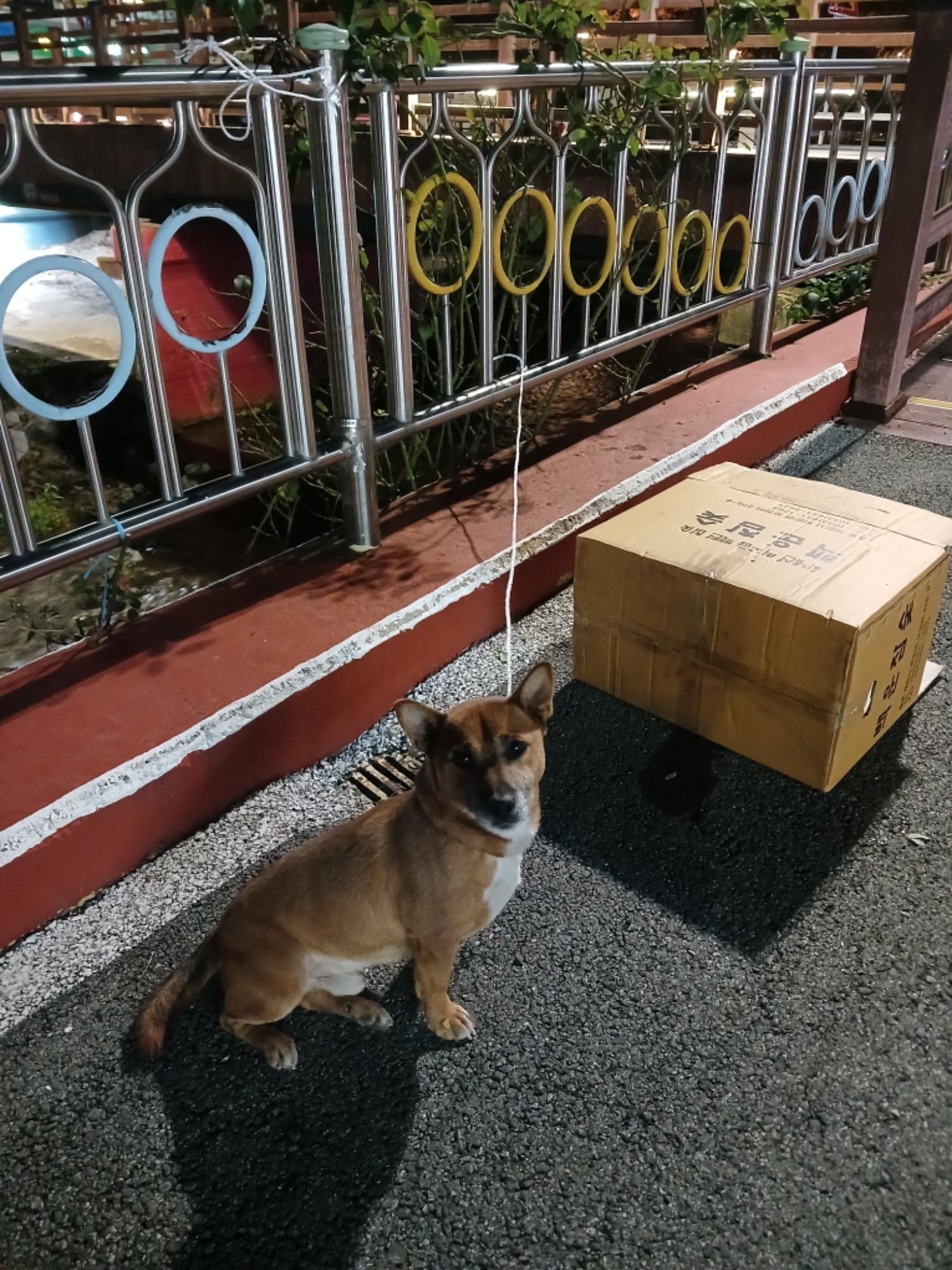 충주시동물보호센터_443439202400747