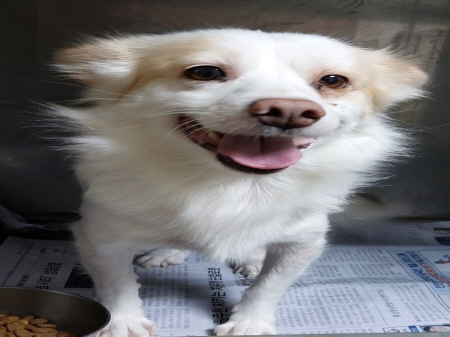 횡성유기동물보호센터_442426202400500
