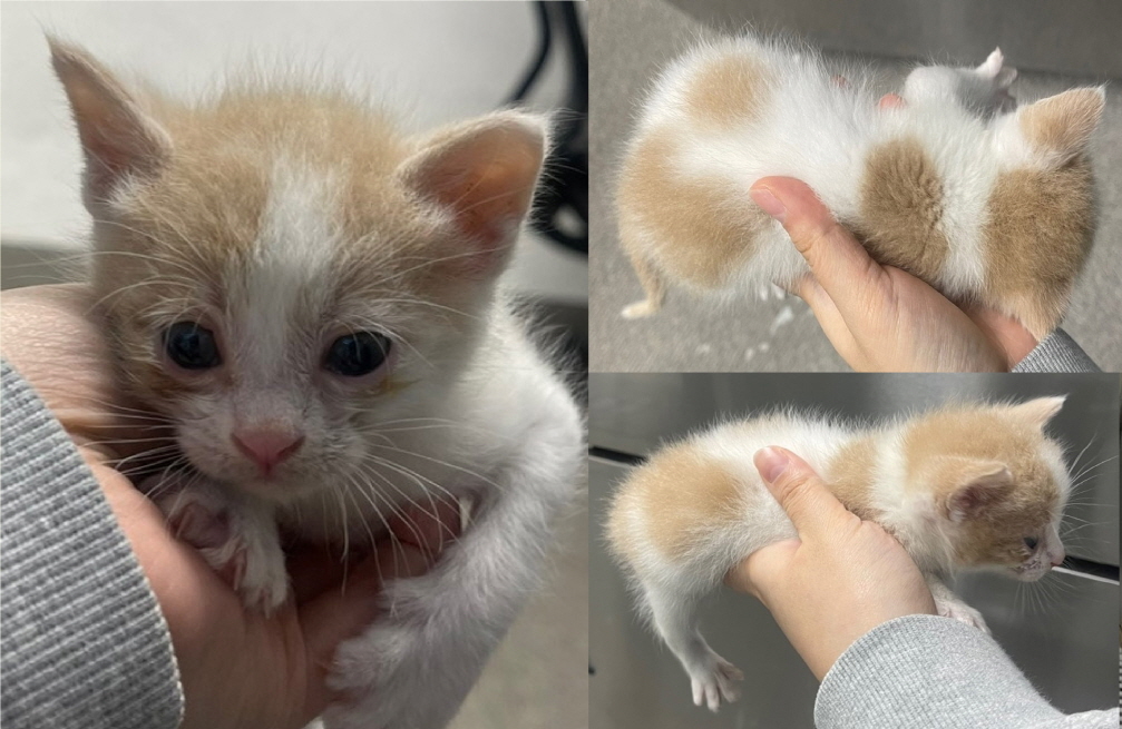 서산시 동물보호센터_444453202401524