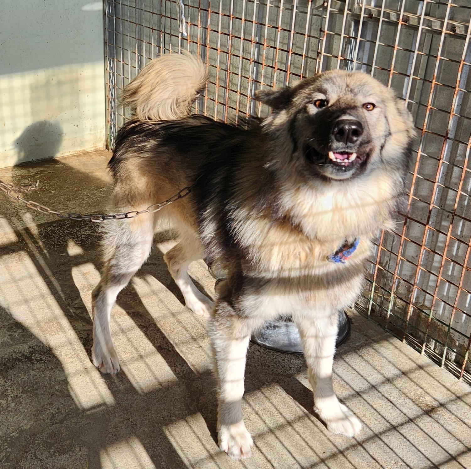 예천군유기동물보호소_447523202400546