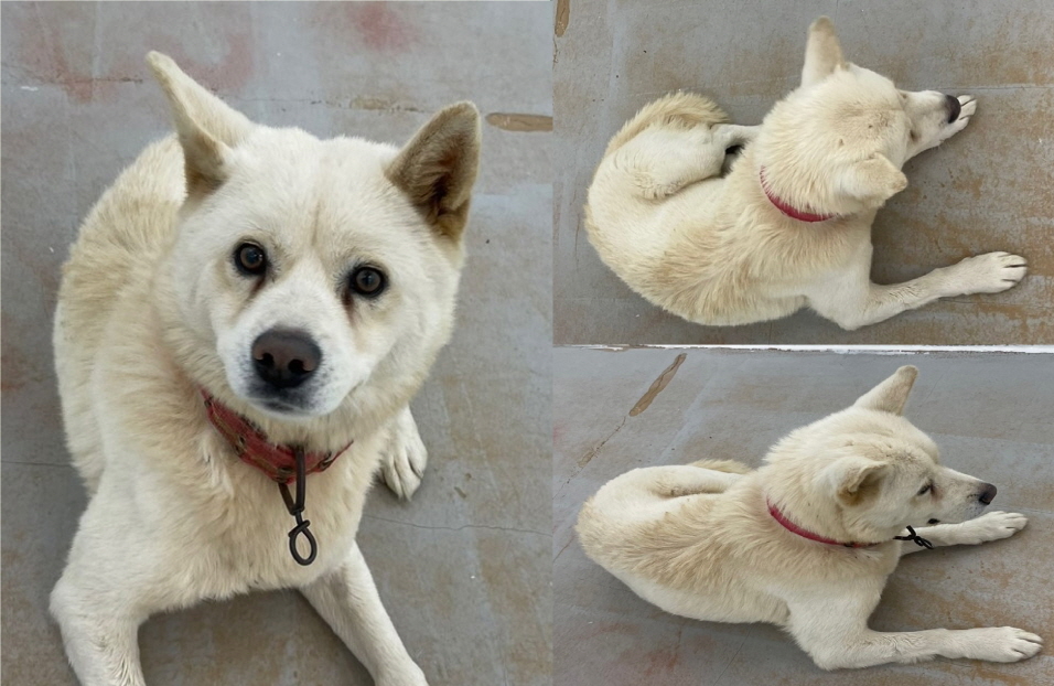 서산시 동물보호센터_444453202401525
