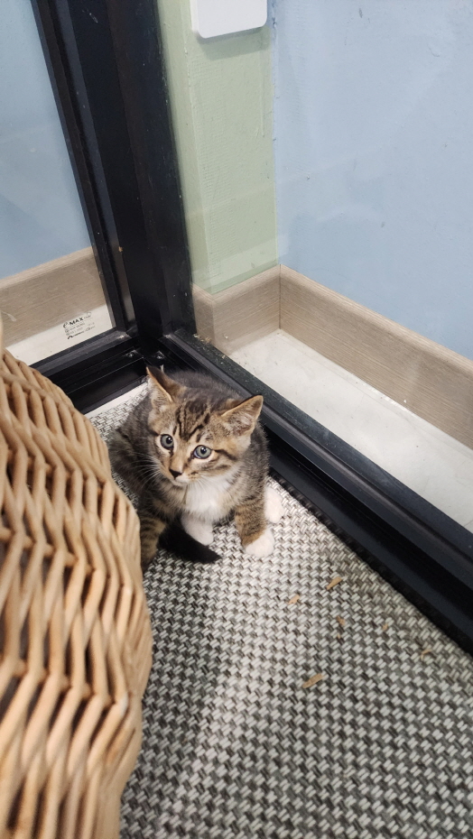 익산유기동물보호소_445468202402976