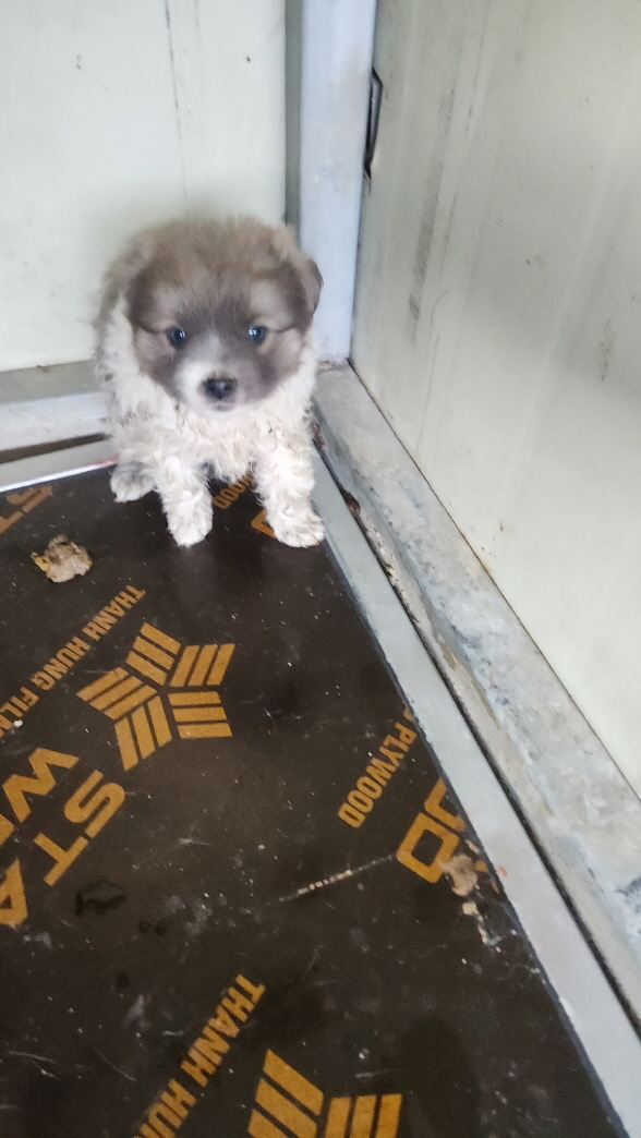 익산유기동물보호소_445468202402986