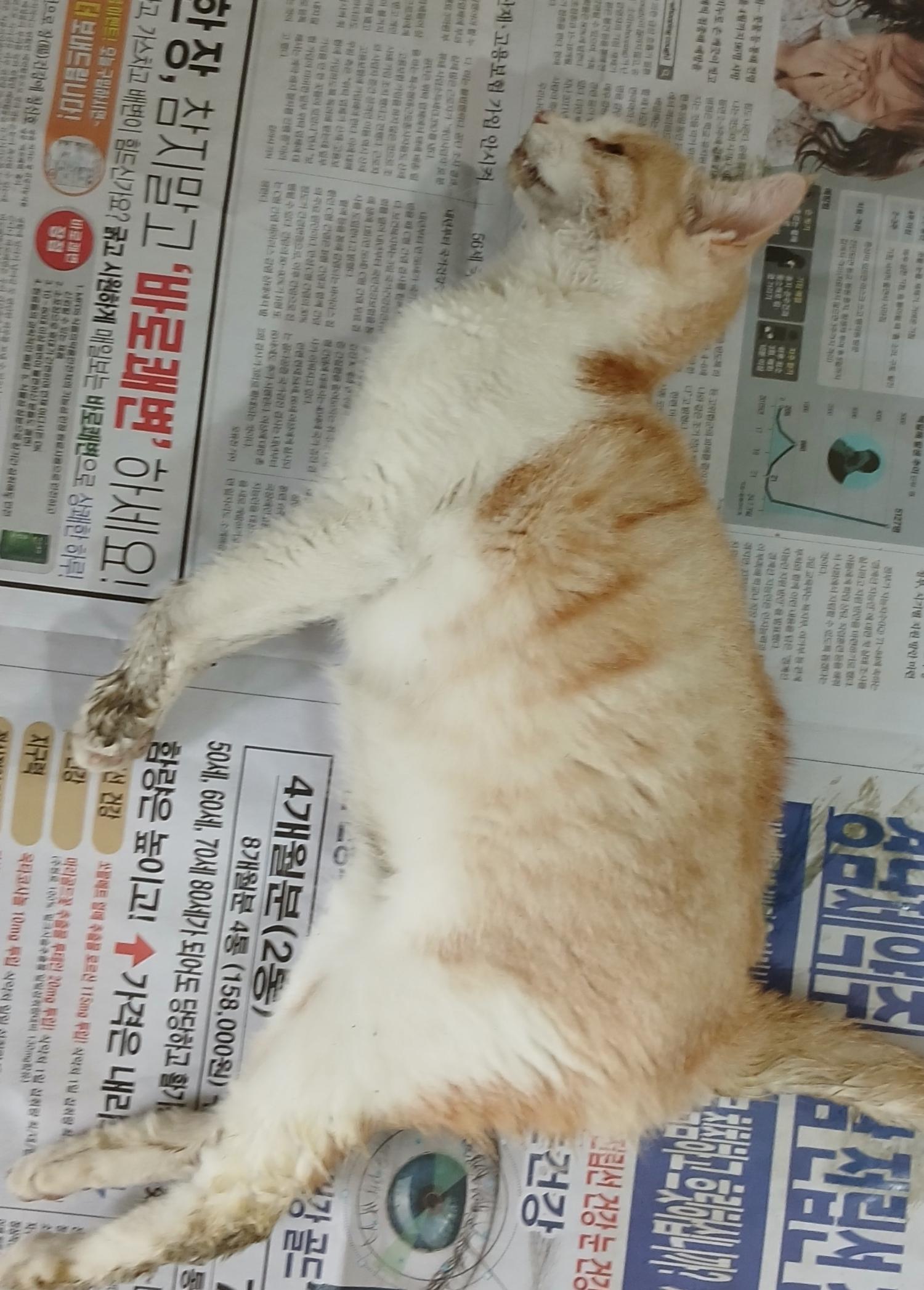 대구유기동물보호협회_427344202400370