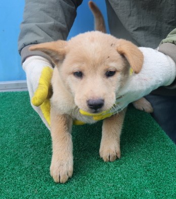 제주 동물보호센터_450650202403323