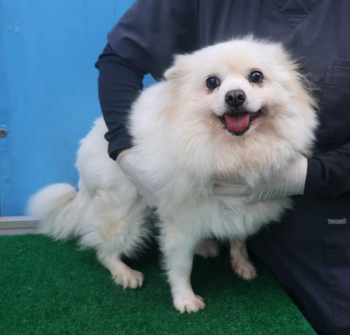 제주 동물보호센터_450650202403334