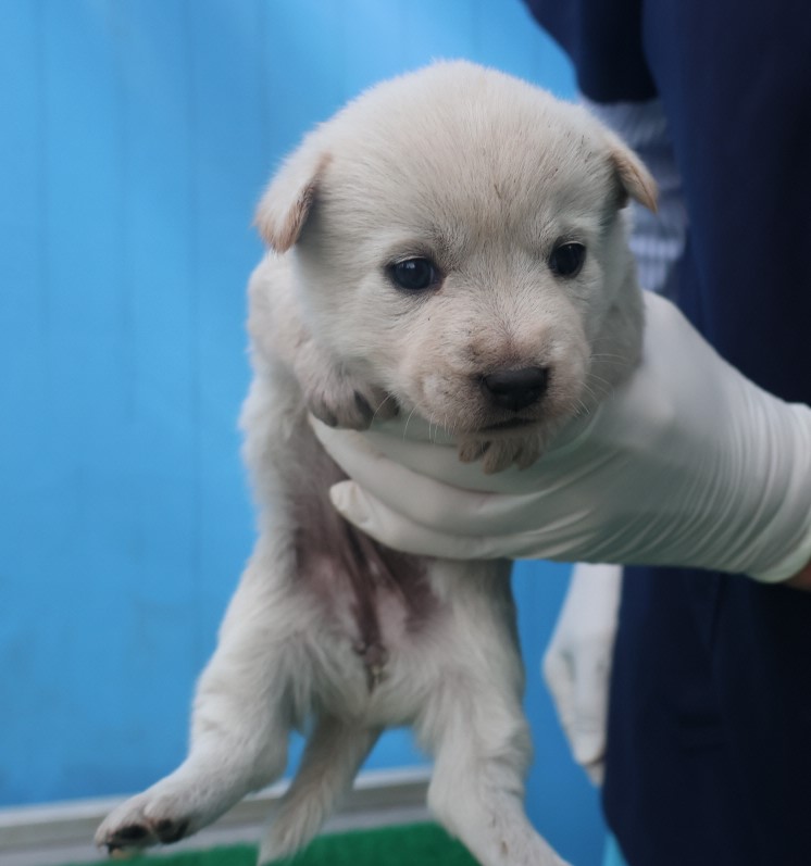 제주 동물보호센터_450650202403326