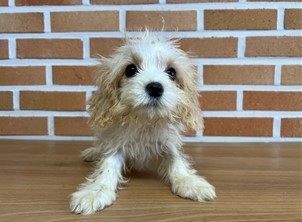 대전동물보호센터_430367202400840