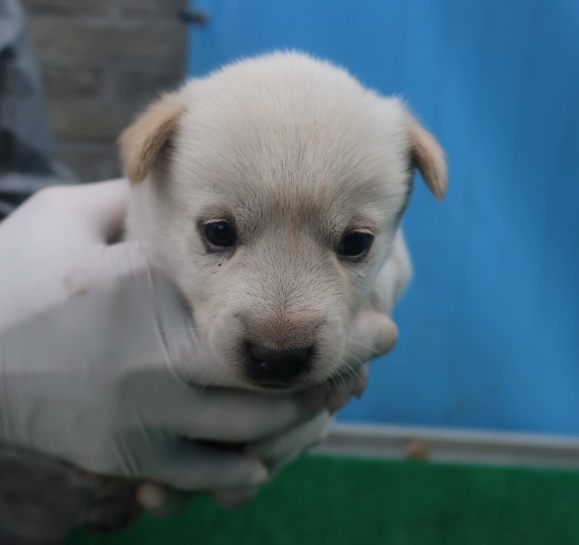 제주 동물보호센터_450650202403329