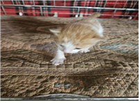 유기동물및관리협회_448535202401329
