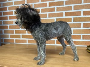 대전동물보호센터_430367202400841