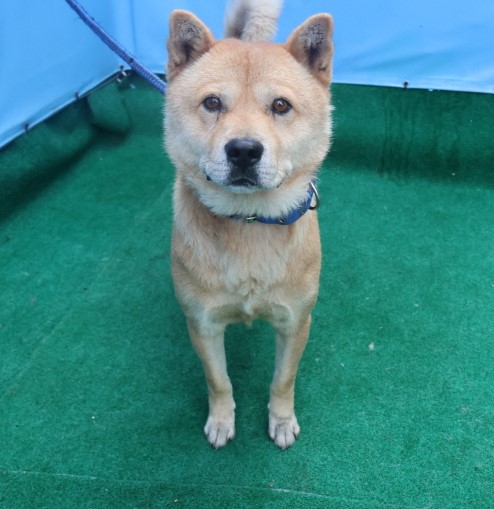 제주 동물보호센터_450650202403322