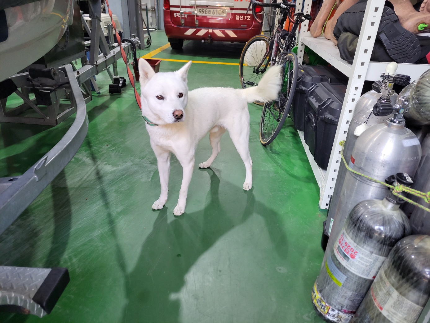 고양시동물보호센터_441394202402497