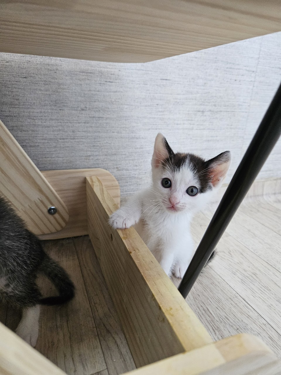 [고양이] 믹스묘 충남-아산-2024-00881 유기동물 배경 이미지 입니다.