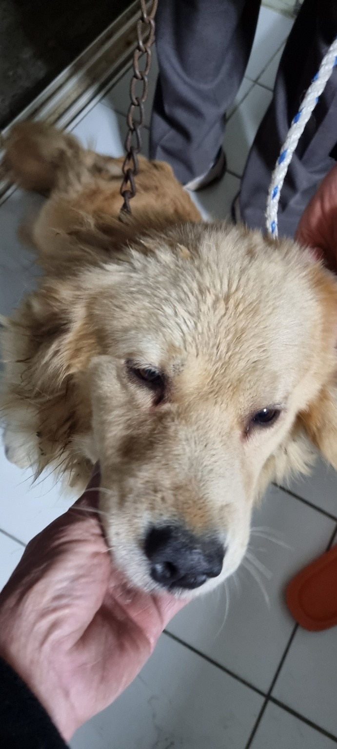 한국야생동물보호협회_441393202401988
