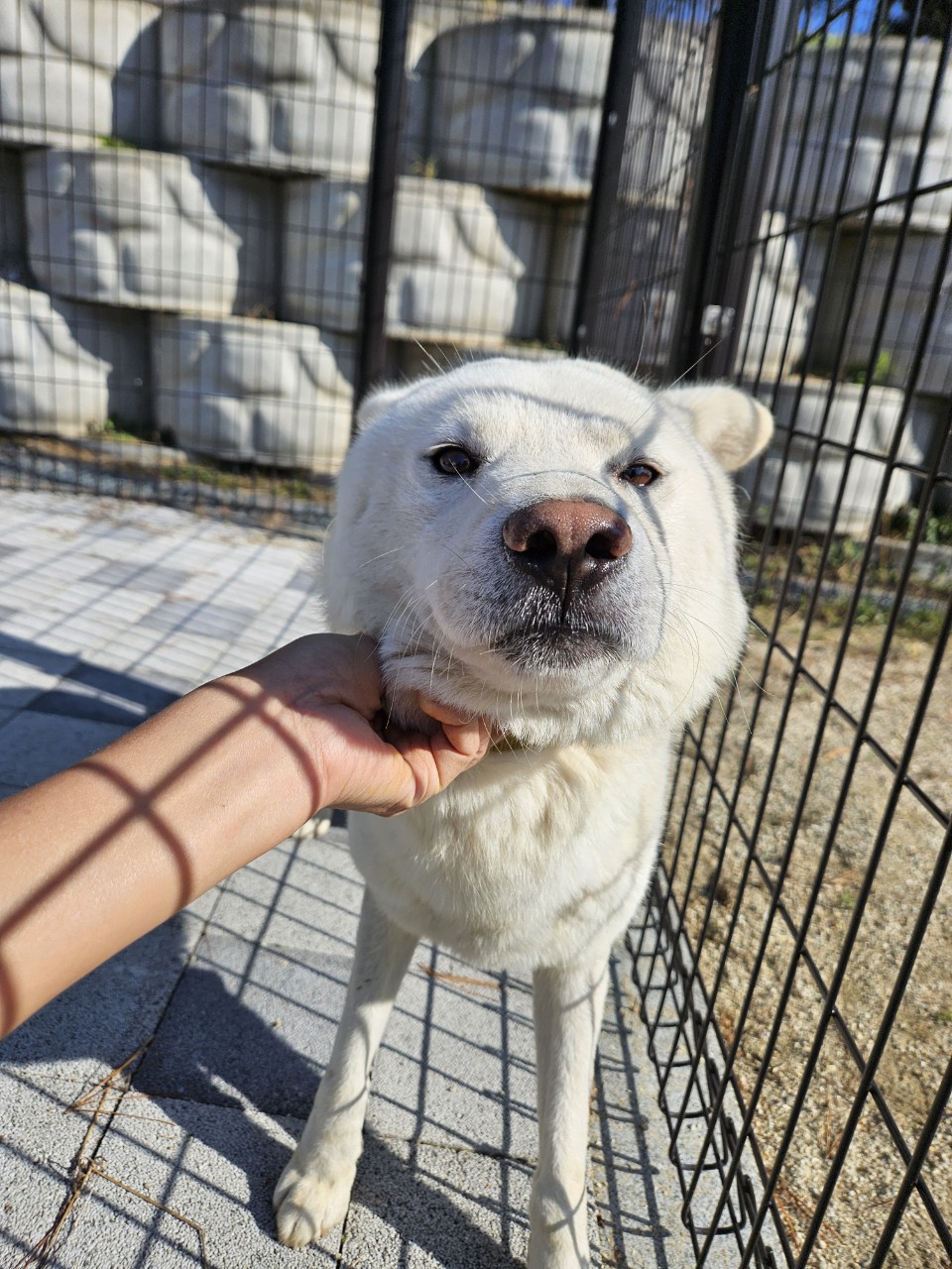 아산동물복지지원센터_444452202402349