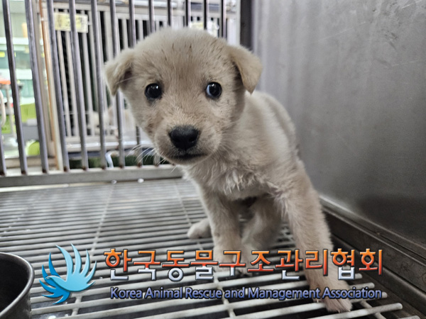 한국동물구조관리협회_411307202400630