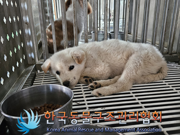 한국동물구조관리협회_441559202401276