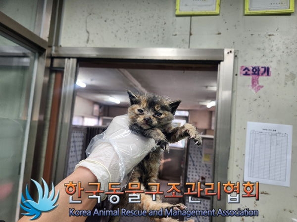 한국동물구조관리협회_441559202401279