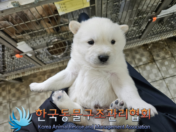 한국동물구조관리협회_441409202401717